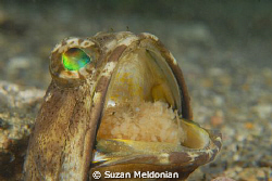 La, La, La, Laaaaaaaa  Fiiii-garo.
Banded Jawfish with n... by Suzan Meldonian 